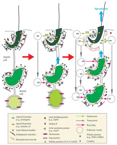 Figure 1 A schematic drawing that illustrates an emerging concept regarding the role of actin-binding protein drebrin E in regulating spermiogenesis in the rat testis via its effects to recruit the actin nucleation protein Arp3 to the apical ES to facilitate junction restructuring during spermatogenesis. The left part in this figure illustrates intact apical ES (maintained by adhesion protein complexes such as integrin-laminin at the Sertoli cell-step 8–19 spermatid interface), gap junction and desmosome [at the Sertoli cell-step 1–7 spermatid interface] that confers proper adhesion of developing spermatids to the Sertoli cell in the seminiferous epithelium. Apical ES adhesion is conferred and strengthened by actin filament bundles sandwiched in between the cisternae of endoplasmic reticulum and the Sertoli cell plasma membrane, and this likely involves the presence of polarity proteins, such as PAR3 (partitioning-defective protein 3), PAR6.Citation72 Highly organized F-actin filament bundles uniquely found at the apical ES are maintained by actin-bundling proteins, such as Eps8. During spermiogenesis, the transit of developing spermatids is facilitated by a surge in the expression of drebrin E, which recruits actin nucleation proteins (e.g., Arp3 in the Arp2/3 protein complex) to the apical ES to convert actin filament bundles into a branched network, causing the loss of “rigidity” of, but conferring “plasticity” to, the apical ES (see middle part). This thus destabilizes the apical ES, facilitating protein endocytosis, which is regulated by cytokines (e.g., TGFβ3 and TNFα) Citation8 and assisted by polarity proteins (e.g., 14-3-3, Cdc42).Citation73,Citation74 As spermiogenesis progresses, the elevated expression of drebrin E recruits more Arp3 to the apical ES, surrounding the head of elongated spermatids to further destabilize adhesion at the apical ES to facilitate the release of sperm at spermiation (i.e., degeneration of the apical ES at stage VIII of the epithelial cycle), and internalized apical ES proteins can be transcytosed and recycled to assemble “new” apical ES to anchor newly differentiated step 8 spermatids onto the epithelium (see right part). This thus provides an efficient physiological system to “re-use” many of the component proteins from the “old” apical ES site surrounding the head of step 19 spermatids to assemble the “new” apical ES in step 8 spermatids that arises during spermiogenesis. This emerging new concept is the basis for many functional studies in the future.