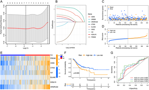 Figure 2 Construction and assessment of the prognostic signature based on NETs-associated genes in the TCGA dataset. (A and B) The coefficient and partial likelihood deviance of the prognostic signature. (C and D) Patients’ survival status and risk score distribution of the prognostic signature. (E) The heatmap of the seven screened NETs-related genes. (F) Kaplan–Meier curves for the OS of the signature between different risk groups. (G) Time-dependent ROC curves demonstrated the predictive efficiency of the prognostic signature.