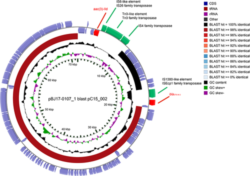Figure 2 CGView Comparison between two plasmids. The newly acquired plasmid from BJ17-0107 (outer ring) had high similarity to a previously plasmid pC15_002 (inner ring) from Australia. Arrows are proportional to the lengths of the genes and oriented in the direction of transcription, two resistance genes were marked as red, four transposase were marked as yellow, other genes were marked blue. Tracks shown are (from inner to outer): GC skew (G−C/G+ (C), G+C content.
