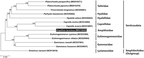 Figure 1. A phylogenetic tree built using a concatenated data set of 13 protein-coding genes by the neighbor-joining (NJ) method, with the Kimura 2-parameter model. The tree was reconstructed based on 13 mitogenome sequences, including that of Ampithoe lacertosa which was examined in the present study. Bootstrap values were calculated from 1,000 replicates. The herbivorous amphipod, Ampithoe lacertosa is highlighted in black.