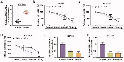 Figure 1. CDN suppressed viability and ADRB2 expression in CRC cells. (A) The mRNA level of ADRB2 in human CRC tissues and matched normal tissues was determined by RT-qPCR. (B–D) The viability of HT29, HCT116 and CCD-18Co cells treated with CDN at various concentrations (5, 10 and 20 μmol/L) for 24 or 48 h was examined by CCK-8. (E, F) The ADRB2 mRNA level in HT29 and HCT116 cells treated with CDN at 10 μmol/L was examined by RT-qPCR. *p < 0.5 or ***p < 0.001 vs. control. GAPDH acted as the internal control. Control: cells only exposed to culture media containing 0.5% (v/v) DMSO; CDN: cardamonin; CRC: colorectal cancer; ADRB2: β2 adrenergic receptor; Prop-50: propranolol (50 μmol/L); CCK-8: cell counting kit-8; DMSO: dimethyl sulphoxide; RT-qPCR: reverse transcription-quantitative polymerase chain reaction.