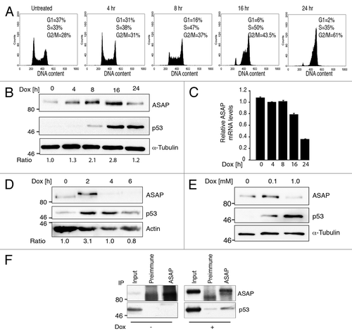 Figure 2. ASAP is transiently stabilized upon DNA damage in a p53-dependent manner. (A) U2OS cells were treated with 0.1 µM Doxorubicin (Dox) for the indicated times. Cells were fixed and stained with Propidium Iodide (PI) for Flow Cytometry analysis (FACS). (B) U2OS cells were treated with 0.1 µM Dox for the indicated times. (Left) Cell lysates were analyzed by western blotting with the indicated antibodies. α-Tubulin was used as a loading control. (Right) Total RNA was extracted, reverse transcribed (RT) and ASAP expression was determined by real-time quantitative PCR (qPCR). Results were normalized to GAPDH. Experiments were performed in triplicate. (C) Cell lysates of normal human fibroblasts Hs27 treated with 0.1 µM Dox for the indicated times were analyzed by western blotting with the indicated antibodies. Actin was included as a loading control. (D) Cell lysates of U2OS cells treated with 0.1 µM or 1 µM Dox for 8 h were analyzed by western blotting using anti-ASAP and -p53 antibodies. α-Tubulin was included as a protein loading control. (E) Total cell extracts from U2OS cells treated, or not, with 0.5 µM Dox for 4 h were immunoprecipitated using pre-immune rabbit serum or rabbit ASAP anti-serum. Precipitates were analyzed by immunoblotting with antibodies against ASAP and p53. The input loaded was 10% of the IP.