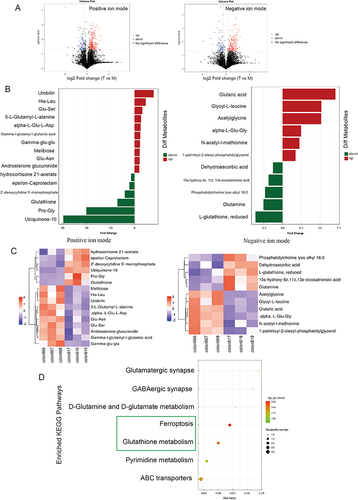 Figure 5 Untargeted metabolomics of DSS-induced colitis and MSC-treated colon tissues. (A) Volcano plot of the differential metabolites in the positive/negative ion modes. The red and blue dots represent the upregulated and downregulated metabolites in the MSC treatment group, respectively. (B) Significantly different metabolites in positive/negative ion mode (OPLS-DA VIP>1, P-value<0.05, MSC vs DSS group). The red and green bar graphs show upregulated and downregulated metabolites in the MSC treatment group, respectively. (C) Hierarchical clustering heatmap of significantly different metabolites in the positive/negative ion modes. Colons 666, 667, and 668 represent the MSC treatment group; Colons 617, 618, and 619 represent the DSS group. (D) KEGG enrichment analysis of metabolic pathways showing pathways that might be related to MSC therapeutic functions. The dot size reflects the number of metabolites enriched in the pathway, and the dot color represents the corresponding P value.