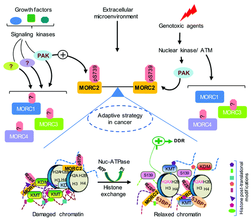 Figure 2. Proposed model for the physiologic role of MORCs. MORCs control a variety of cellular and physiological functions in response to growth factor signaling, extracellular microenvironment, and genotoxic stress. Posttranslational modification of MORCs by upstream kinases might modulate their cellular functions. PAK1 phosphorylates MORC2 at serine 739 in response to both genotoxic stress and growth factor signaling and directs an effective DDR by an ATP-dependent chromatin remodeling event. Domain architecture of MORCs will provide essential insights into their specific and non-redundant roles in epigenetic regulation via recognition of various posttranslational modifications of histones or functional interactions with histone modifying enzymes. MORCs are deregulated in a variety of cancers and possibly function as a critical balance for efficient crosstalk between growth factor signaling and DDR. Collectively, these will contribute to adaptive survival strategies and therapy resistance often observed in cancer. DDR, DNA damage response.