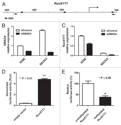 Figure 1 RunX1T1 is a SMAD4 target gene. (A) Schematic diagram depicting the positions of putative SMAD4-bining elements (SBE) with respect to the transcriptional start site (TSS) of RunX1T1. Arrow-head indicates the location of the primers for promoter cloning. Quantitative RT-PCR analysis of the mRNA levels of SMAD4 (B) and RunX1T1 (C) in siRNA knockdown experiments. IOSE and SKOV3 cells transfected with predesigned siRNAs against SMAD4 resulted in reduction in SMAD4 and RunX1T1 mRNA. Error bar represents standard deviation calculated from triplicates. (D) RunX1T1 promoter contains promoter activity. SKOV3 cells transfected with control vector (pGL3, empty vector) or vector containing RunX1T1 promoter (RunX1T1) was assayed for luciferase activity 48 hours after transfection. (E) In vitro methylation inhibited RunX1T1 promoter activity. SKOV3 cells transfected either with plasmid containing unmethylated or in vitro methylated RunX1T1 promoter was assayed for luciferase activity 48 hours after transfection. Error bars indicates standard deviation from triplicates.