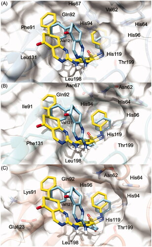 Figure 4. (S)-5 and (R)-5/hCA IX theoretical binding pose translated into hCA I (PDB 6EVR, A), hCA II (PDB 3K34, B), and hCA IV (PDB 5JN9, C) structures. The proteins are shown in blue, sea-green, and coral ribbons and sticks, respectively, with their molecular surface shaded in white. (S)-5 and (R)-5 are depicted in yellow and cyan sticks. All the pictures were rendered using UCSF chimera molecular visualisation softwareCitation40.