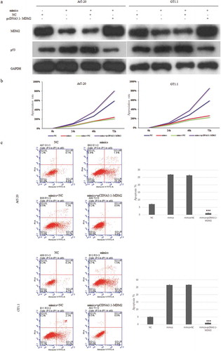 Figure 4. Restoration of the expression of MDM2 can attenuate the effect of miR-219a-2-3p on proliferation, apoptosis and p53 expression in pituitary adenomas cells.