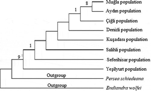 Figure 5. Phylogenetic tree of Laurus nobilis populations trnL-F sequences constructed using maximum likelihood method with MEGA 6.0