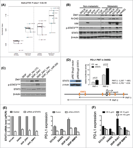 Figure 4. BMP4high metastatic cells have high levels of activated STAT3 & STAT3 directly regulates PD-L1. (A) A panel of KP cell lines was grown in vitro under full serum (10%) conditions or washed and grown in the absence of serum for 24 h prior to harvest of protein lysates, which were then analyzed by RPPA. The samples were dichotomized into epithelial or mesenchymal groups based upon miR-200/ZEB1 expression and dot plots show the activated pY705-STAT3 levels for each group and growth condition. (B) The same panel of cell lines was used for Western blot of the indicated EMT markers, total STAT3, and activated STAT3, versus β-actin as a loading control. (C) An isogenic EMT panel of cell lines constructed from the 393P parental line was used for Western blotting of the total and activated STAT3 levels. (D) STAT3 activates PD-L1 in mouse lung cancer cells. The effects were assessed by relative luciferase activity. PD-L1 (CD274) promoters (PMT-1: −1,187 ∼ +801 bp, PMT-2: −1,701 ∼ +216 bp from the transcription start site) were isolated from a mouse BAC clone (RPCI-23 434F3, BACPAC Resources Center at the Children's Hospital Oakland Research Institute) by PCR and ligated into the pGL3-basic vector (Promega). 344SQ cells were seeded on 24-well plates (1 × 105 cells per well) one day before transfection. Cells were co-transfected with 500 ng pGL3-basic or PD-L1 promoters and 250 ng STAT3 expression vector (pIREShyg3/STAT3). The vector expression efficiency of STAT3 shown in left was measured by Western blotting. pRL-TK (50 ng, Promega) was co-transfected as an internal control. After 48 h of transfection, luciferase activity was measured with Dual-Luciferase Reporter Assay System (Promega) according to the manufacturer's protocol. Values are normalized to those of pGL3-basic vector (mean ± SD, n = 3). p-values are indicated (two-tailed Student's t-test). (E) Cells seeded in six-well plate were transfected with siRNA against STAT3 (50 nM) as well as their scrambled controls, respectively. The cells were harvested 3 d after transfection to examine PD-L1 expression. MFI of PD-L1 expression was calculated with FlowJo software. PD-L1 expression levels were calculated by the ratio of anti-PD-L1 stained MFI/isotype stained MFI. The knockdown efficiency of siRNA of STAT3 was measured by qPCR. The experiments were repeated three times. (F) Cells seeded in six-well plate were treated with STAT3 inhibitor VIII at the indicated concentrations for 3 d. PD-L1 expression was analyzed by flow cytometry. PD-L1 expression levels were calculated by the ratio of anti-PD-L1 stained MFI/isotype stained MFI.