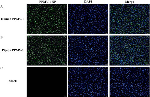 Figure 3. Immunofluorescence identification of virus in MDBK cells. (A) Immunofluorescence assay of virus isolated from the patient’s sputum sample. (B) Immunofluorescence assay of virus isolated from pigeon cloacal smear samples. (C) Normal MDBK cells served as a mock control. MDBK, Madin-Darby bovine kidney.