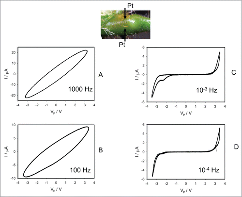 Figure 6. Electrical current I versus voltage VP applied across a pulvinus of Mimosa pudica plant. Frequency of periodic bipolar sinusoidal voltage scanning was 1000 Hz (A), 100 Hz (B), 0.001 Hz (C) and 0.0001 Hz (D). Position of Pt electrodes in the pulvinus of Mimosa pudica is shown. These results were reproduced 16 times.