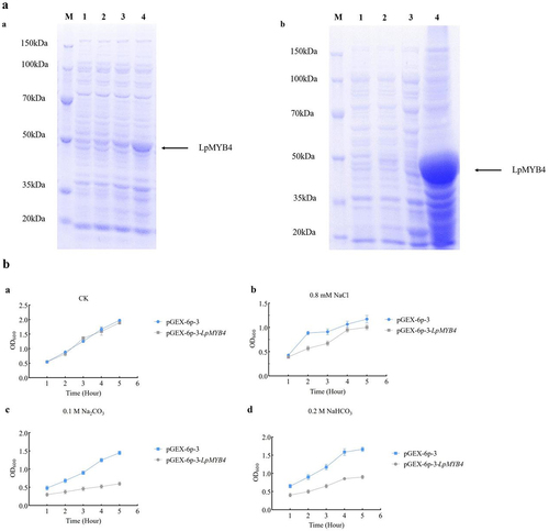 Figure 4. (a) Optimization of protein induction conditions and mass induction. a: Small volume induction of protein (M: protein marker; 1, 2, 3, 4, the expression of the protein was induced by 0, 1, 3, 5 h) b: massive protein induction; 1: 0 h of induction; 2: 5 h of induction; 3: supernatant; 4: sediment. (B) E. coli bacterial solution resistance analysis. a: The OD600 value of pGEX-6p-3 and pGEX-6p-3-LpMYB4 induced for 5 h under untreated conditions. (CK). b: The OD600 value of bacterial solution after 5 h induction by pGEX-6p-3 and pGEX-6p-3-LpMYB4 under the treatment of 0.8 mM NaCl. c: The OD600 value of bacterial liquid after 5 h induction by pGEX-6p-3 and pGEX-6p-3-LpMYB4 under the treatment of 0.1 mM Na2CO3. d: The OD600 value of bacterial solution after 5 h induction by pGEX-6p-3 and pGEX-6p-3-LpMYB4 under the treatment of 0.2 mM NaHCO3.