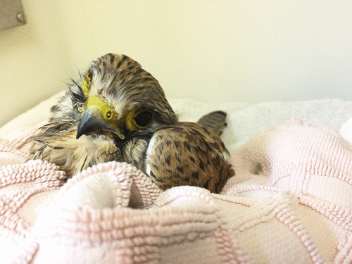 This young kestrel presented with hypersalivation and neurological signs. It was started on butorphanol as an analgesic just in case there was any gastro-intestinal pain or discomfort due to ingestion of a potentially toxic substance.
