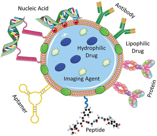 Figure 2. A multifunctional nanocarrier-based drug delivery system containing targeting moieties (antibody, peptide, aptamer, etc.) and active components (drug, nucleic acid, protein, contrast agent, etc.). Drugs and imaging agents are loaded in the core structure (or membrane) of the multifunctional nanocarrier, whereas the targeting moieties such as antibody, peptide, aptamer, etc. and nucleic acids in most cases are conjugated on the surface of the nanostructure through various linkers, electrostatic interactions as well as covalent or noncovalent bond formation