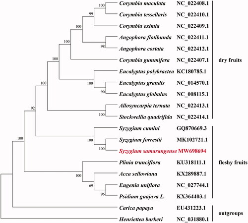 Figure 1. The maximum-likelihood phylogenetic tree of S. samarangense and other 19 related species based on the complete chloroplast genome sequences. Carica papaya and Henriettea barkeri were served as the outgroup. Numbers at nodes represent bootstrap percentage values from 1000 replicates.