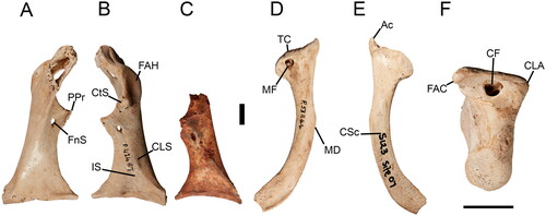 Fig. 3. Coracoids and scapula referred to Cryptogyps lacertosus from Green Waterhole Cave, South Australia (A, B, D–F) and Leanna’s Breadth Cave, Nullarbor (C). SAMA P42487, right coracoid in A, ventral and B, dorsal view; C, right coracoid WAM 15.9.72 in dorsal view; right scapula SAMA P53845 in D, medial, E, lateral and F, cranial view. Abbreviations: Ac, acromion; CF, cranial fossa; CLA, crista lig. acrocoracoacromiali; CLS, coracobrachialis ligament attachment scar; CSc, corpus scapulae; CtS, cotyla scapularis; FAC, facies articularis clavicularis; FnS, foramen n. supracoracoidei; IS, impressio m. supracoracoidei; MD, margo dorsalis; MF, medial fossa; PPr, processus procoracoideus; TC, tuberculum coracoideum. Scale bars 10 mm.