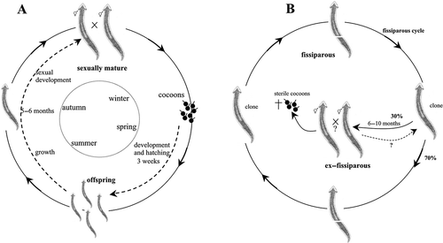 Figure 6. Schematic overview of the life cycles and reproductive patterns of Dugesia benazzii. A. sexual cycle with seasonal rhythm in both sexual populations and sexual individuals from mixed populations (BA and BL strains from Sardinia); B. life cycle of fissiparous individuals from mixed populations (BL strain). The ex-fissiparous individuals lack the hyperplasic ovaries and increase of body size observed in other species with only fissiparous populations.