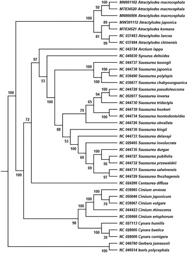 Figure 1. Phylogenetic relationships of Atractylodes japonica and additional 37 complete chloroplast genomes. Bootstrap support values are given on the branches.