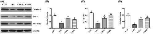 Figure 1. Effects of coated sodium butyrate (CSB) on protein levels of claudin-3, ZO-1 and Occludin in the ileal mucosa of weaned lambs challenged with LPS. Data are shown as means ± SE. (A) The representative western blot images. (B) Ratio of claudin-3 to β-actin. (C) Ratio of ZO-1 to β-actin. (D) Ratio of Occludin to β-actin. CON: basal diets without supplement; LPS: control diet with lipopolysaccharide; CSB2L: LPS treatment group supplemented with 2 g/kg CSB. CSB3L: LPS treatment group supplemented with 3 g/kg CSB. a, b, c Mean within a row with different superscripts are different at p < .05.