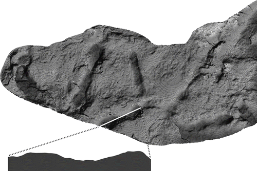 Figure 6 Magnoavipes denaliensis. Close up of resin cast DMNH 2008-08-22 digitally scanned and contoured to show toe pads. The tracks represented in this figure correspond to the tracks in Fig. 4. Longitudinal section of one digit impression showing the elevation changes along the digit that correspond to toe pad impressions.