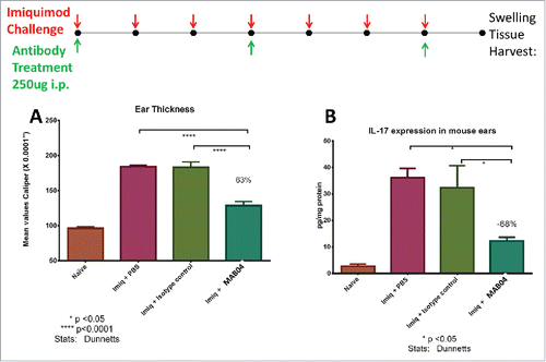 Figure 6. (a) MAB04 inhibits imiquimod induced skin swelling and (b) IL-17 production in skin of mice. Imiquimod cream (Aldara™) applied daily to mouse ears daily for 7 d induced robust ear swelling and IL-17 which was blocked by treatment with MAB04. Antibody was delivered i.p. every 3 d beginning 1 hour before initial imiquimod challenge. Values are Mean +/− SEM, n = 8/group.