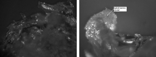 Figure 13 Forms of sugar crystal appearing on the surface of a freeze-dried strawberry osmotically dehydrated in sucrose solution (IIA), after a year's storage. (a) Fragment of the surface layer—zoom 600×; and (b) Typical sucrose crystal on surface—zoom 1200×.