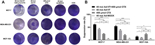 Figure 2 Inhibitory effect of the combination of Ad-VT and cyclophosphamide on MCF-7, MDA-MB-231, and MCF-10A cells. (A) The inhibitory effect of Ad-VT, cyclophosphamide, and their combination on MCF-7, MDA-MB-231, and MCF-10A cells was determined by staining with a 0.4% crystal violet solution. (B) The CCK-8 test was used to analyze the cytotoxic effects of the Ad-VT and cyclophosphamide combination, Ad-VT, and cyclophosphamide on MCF-7, MDA-MB-231, and MCF-10A cells. The cell inhibition rate was calculated using the following formula: Cell inhibition rate = [(Ac–As)/(Ac–Ab)] × 100%, where As is the experimental well containing cells with CCK-8 added; Ac is the control well containing cells with CCK-8 added; Ab is the blank well with CCK-8 and no cells. Data are representative of three independent experiments (n = 3). *P < 0.05, **P < 0.01, ***P < 0.001, ****P < 0.0001.