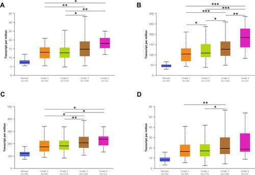 Figure 2 The mRNA expression of H/ACA snoRNP gene family was different between tumor grades in the UALCAN database. (A) The mRNA expression of GAR1 was highly expressed in Grade 3 and Grade 4 patients than in Grade 1 and Grade 2. (B) The expression of NHP2 increased with the increase of tumor grades in HCC patients. (C) The mRNA expression of NOP10 was highly expressed in Grade 3 and Grade 4 patients than in Grade 1 and Grade 2. (D) The mRNA expression of DKC1 was different among Grade 1 to Grade 3. *P < 0.05, **P < 0.01, ***P < 0.001.