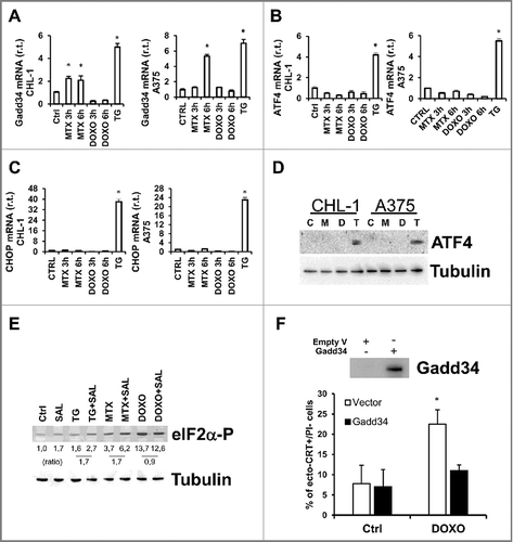 Figure 6. Gadd34 regulates the eIF2α/eIF2α-P ratio in cells treated with MTX but not with DOXO. CHL-1 and A375 cells were treated or untreated with MTX (1 μM) or DOXO (5 μM), as indicated, and Gadd34 (A), ATF4 (B and D) and CHOP expression levels were evaluated by qRT-PCR or western blotting analysis; TG (10 μg/ml, 6 h) was used as positive control (n = 3; * = p < 0,05). (E) CHL-1 cells treated 3 h as indicated and the expression levels of eIF2α-P were evaluate by western blotting analysis (SAL = Salubrinal, 20 αM); tubulin was used as loading control; densitometry values of eIF2α phosphorylation ratio between treated samples and controls are reported (n = 3). (F) Gadd 34 was transient transfected in CHL-1 cells to arrogate the phosphorylation of eIF2α (upper panel), and ecto-CRT was evaluated under DOXO treatment (5 μM, 6 h); (n = 3; * = p < 0,05).