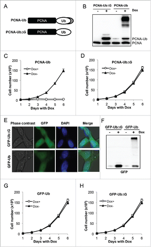 Figure 1. Expression of PCNA-Ub fusion causes further modification and the arrest of cell proliferation. (A) A schematic diagram of PCNA-UbΔG and PCNA-Ub fusion constructs. The PCNA ORF contains a K164R mutation to prevent in vivo PCNA ubiquitination. In addition, the Ub coding region is fused to PCNA at the C-terminus. The fusion ORFs are cloned into plasmid pcDNA5.0FRT/TO under TetO2 regulation. (B) Expression of PCNA-UbΔG and PCNA-Ub in stably-transfected T-Rex 293 cells. 2 µg/ml Dox was added to induce ectopic fusion gene expression for 2 d followed by protein gel blot (WB) using an anti-PCNA antibody. (C) Cell growth of PCNA-Ub stable transfectants with or without 2 µg/ml Dox treatment. (D) Cell growth of PCNA-UbΔG stable transfectants with or without 2 µg/ml Dox treatment. (E) Cellular distribution of GFP-UbΔG and GFP-Ub in transfected 293 cells. Cells were treated with 2 µg/ml Dox for 2 d followed by ICC with an anti-GFP antibody (green). The nuclei are stained by DAPI. (F) Expression of GFP-UbΔG and GFP-Ub fusion proteins. Experimental conditions were as in Fig. 1B. (G,H) Cell growth of GFP-Ub (G) or GFP-UbΔG (H) stable transfectants with or without 2 µg/ml Dox treatment.