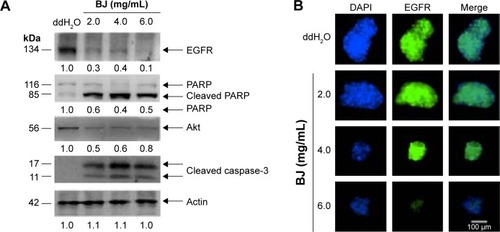 Figure 7 BJ increased apoptotic characteristics of Hep3B spheres.