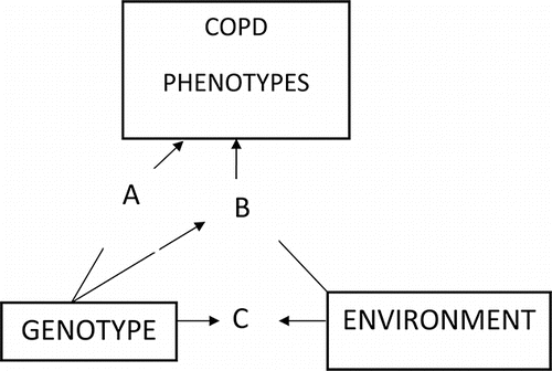 Figure 1. From Genotype to Phenotype in COPD. The most common pathway is the B where environmental insults such as cigarette smoking, Air pollution, and Biomass Fuel are affecting the genome of susceptible individuals (For more details, see the text). A = α1-antitrypsin deficiency; B = environmental insults: smoking, air pollution, biomass fuel; C = nutrition; B,C = EPIGENETICS.
