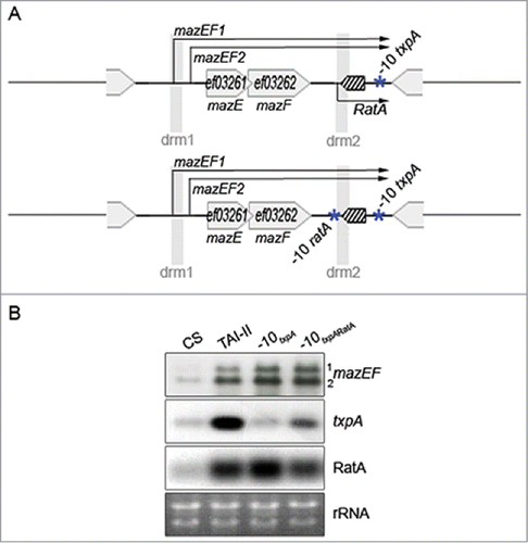 Figure 4. Effects of txpA and ratA expression on mazEF. (A). Single (‘-10txpA’) and double (‘-10txpARatA’) −10 box promoter mutants for txpA and ratA genes. (B). Effects of ‘-10txpA’ and ‘-10txpARatA’ mutations on transcripts expressed at the TAI-II locus. Legend otherwise as in Fig. 1C.