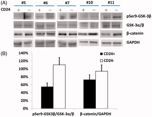 Figure 4. (A) CD24+ NP cells displayed increase in pSer9-GSK-3β levels without substantial changes in the total GSK-3α/β levels (lanes 1 and 2) in parallel with the increase in β-catenin expression (lane 3) compared to CD24– cells. (B) Relative densitometry by Western blotting showed that CD24+ NP cells had significantly higher pSer9-GSK-3β and β-catenin expressions relative to those of CD24– cells.