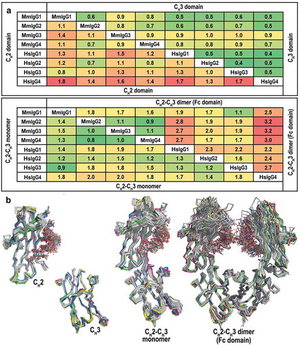 Figure 2. Comparison of the overall structures of the Rhesus macaque and human IgG1-4 Fc. (a) Average RMSD values for main chain atoms for pairwise comparisons of CH2, CH3, CH2-CH3 monomers and CH2-CH3 dimers (Fc domain). The structures of the Fcs of human IgG1-4 used in the alignments include: IgG1, PDB codes: 3AVE, 4DZ8, 4W4N, 1H3Y and 1H3V; IgG2, PDB codes: 4HAF, 4HAG; IgG3, PDB code: 5W38 and IgG4, PDB codes: 4C54, 4C55, 5LG1. (b) Structural alignment of CH2, CH3, CH2-CH3 monomers, and CH2-CH3 dimers. MmFcs are colored in green for IgG1, pink for IgG2, blue for IgG3 and yellow for IgG4. Human Fcs are colored in grey. CH2-CH3 dimers are aligned by superimposing the CH3 domains.