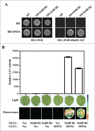 Figure 1. The interaction between SPIN6 and OsHUB1/2 in vitro and in vivo. (A) The interaction between SPIN6 and OsHUB1/2 in yeast. The full-length CDS of Spin6 and OsHub1/2 were cloned into pDBleu and pPC86, respectively. The derived constructs were transformed into yeast strain MaV203. The transformed yeast cells were plated on SD-L-W-H medium with or without 3AT. (B) The interaction between SPIN6 and OsHUB1/2 in N. benthamiana leaves. The full-length CDS of Spin6 and OsHub1/2 were cloned into cLUC and nLUC, respectively. The leaves of N. benthamiana were infiltrated with Agrobacterium strains containing the indicated construct pairs. The top panels show quantification of LUC activity, and the bottom panels show the fluorescence in infiltrated leaves as detected by a low-light, cooled, CCD imaging apparatus.