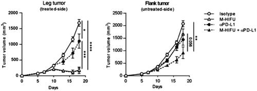 Figure 2. Combination of M-HIFU and PD-L1 blockade enhanced the abscopal effect but could not eradicate distant tumors in a bilateral MM3MG-HER2 model. MM3MG-HER2 cells were implanted into the right thigh and left flank of BALB/c mice. Seven days later, M-HIFU was administered to right thigh tumors in the M-HIFU monotherapy and combination therapy groups. Anti-PD-L1 antibody (100 µg/inj) or isotype control IgG was intraperitoneally injected on days 10, 13 and 16. Tumor growth curves for treated and untreated tumors are shown. Data represent results from 2 pooled experiments. n = 13–19 per group; error bar, mean ± SD; *p < 0.05, **p < 0.01, ***p < 0.001, ****p < 0.0001.