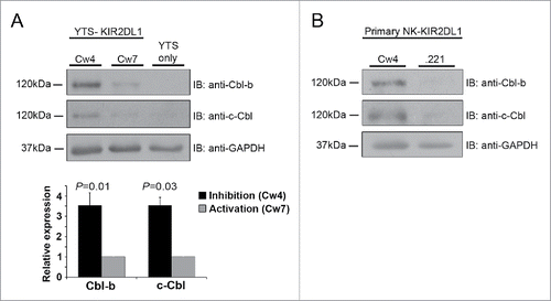 Figure 1. Increased expression of Cbl-b and c-Cbl during NK cell inhibition versus activation. (A) YTS NK cells expressing the inhibitory KIR2DL1 receptor (YTS-KIR2DL1 cells) were incubated with either inhibitory 721.221-Cw4 (Cw4), or activating 721.221-Cw7 (Cw7) target cells at 37°C for 20 min, followed by cell lysis. Cell lysates were separated by SDS-PAGE and transferred to a nitrocellulose membrane that was immunoblotted using the indicated antibodies. Cbl-b and c-Cbl expression levels were measured by densitometric analysis, relative to the loading control, using ImageJ. (B) Primary NK-KIR2DL1 cells were incubated with inhibitory 721.221-Cw4, or activating 721.221 (.221) target cells at 37°C for 20 min, and the cells were lysed. Cell lysates were subjected to Immunobloting (IB) with anti-Cbl-b and anti-c-Cbl antibodies. Data are representative of at least 3 independent experiments.