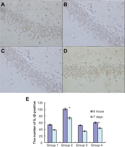 Figure 3 Atorvastatin attenuated IL-1β expression in the hippocampus of Aβ1-42-treatedrats. The upper panel shows IL-1 β-positive cells in the rat hippocampus, detected by immunohistochemistry on day 7 after Aβ injection (original magnification x 400). (A) Control group (Group 1); (B) atorvastatin control group (Group 2); (C) AD group (Group 3); and (D) atorvastatin-treated AD group (Group 4). (E) The lower panel shows the counted number of IL-1 β-positive cells in rat hippocampus.Notes: Data are the mean ± SD of each individuals. *P < 0.01.Abbreviations: Aβ, amyloid-beta (peptide); IL, interleukin; AD, Alzheimer’s disease.