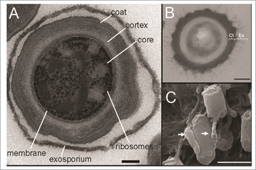 Figure 3. C. difficile spores imaged by electron microscopy. (A) Transmission electron micrograph of sectioned C. difficile 630 spore, demonstrating the ultrastructure including the exosporium, coat, cortex, core, membrane and ribosomes. Bar, 100 nm. (B) Transmission electron micrograph of thin sections of a C. difficile R20291 spore, showing the spore coat and exosporium. Bar, 200 nm. (C): Scanning electron micrograph of C. difficile 630 spores adhered to 5 day old cultured Caco-2 cells. Arrows indicate interaction with the microvilli of the Caco-2 cells. Bar, 1000 nm. Reproduced from Lawley et al. (2009) (A) ©2009 American Society for Microbiology. Reproduced by permission of American Society for Microbiology. Permission to reuse must be obtained from the rightsholder.83; Reproduced from Barra-Carrasco et al. (2013) (B)Citation ©2013 American Society for Microbiology. Reproduced by permission of American Society for Microbiology. Permission to reuse must be obtained from the rightsholder.86; (C) © 2012 Society for General Microbiology. Reproduced by permission of Society for General Microbiology. Permission to reuse must be obtained from the rightsholder.Citation92