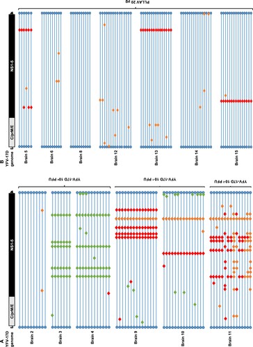 Figure 2. Mutation patterns observed in YFV-17D infected mice. (A) Graphical presentation of genomes of 73 brain-derived, plaque-purified virus clones of YFV-17D following i.p. inoculation and neuroinvasion in AG129 mice (n = 6). (B) Graphical presentation of 86 similar virus clones following i.p. injection of 20 µg of PLLAV-YFV17D and neuroinvasion in AG129 mice (n = 7). Horizontal blue lines represent individual YFV-17D genomes with blue circles as 5’ and 3’ UTRs, respectively. Red, green and orange diamonds represent missense, silent and mixed mutations, respectively (mixed = parental + mutant nucleotide). For a full list of mutations see Supplementary Tables S4 and S5.