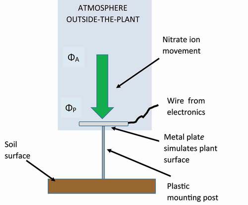 Figure 3. Simulated plant surface surrounded by negative polarity atmospheric ions. Nitrate ions move to the plate because of the difference between the potential of the atmosphere ΦA and the potential of the plate ΦP.