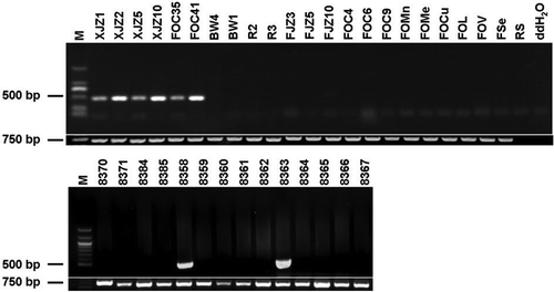 Fig. 9. Agarose gel analysis of PCR products amplified by the specific primer set (W2987 F/W2987 R) from Fusarium oxysporum f. sp. cubense (FOC) tropical race 4 (TR4). A 452-bp PCR fragment was only amplified from the FOC TR4 isolates, but not from non-TR4 isolates. The fragment of the translation elongation factor gene was amplified as a positive control by using primer set EF1α -1/EF1α -2.