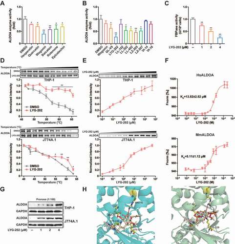 Figure 7. Chemical screening and identification of LYG-202 directly bound to ALDOA. (A) ALDOA enzyme activity was detected by adding various flavonoids individually (10 μM). (B) ALDOA enzyme activity was detected by adding various synthetic derivatives of wogonin individually (4 μM). (C) FBP aldolase activity was detected in J774A.1 cells treated by 1, 2, 4 μM of LYG-202. (D) CETSA melt curve of ALDOA for heat treatment of differentiated THP-1 cells and J774A.1 cells in the absence and in the presence of LYG-202 (4 μM). (E) Drug concentration dependence isometric line of ALDOA in the presence of increasing concentrations of LYG-202 in differentiated THP-1 cells and J774A.1 cells. (F) The interaction between LYG-202 and human (Hs) ALDOA or mouse (Mm) ALDOA was detected by MST. (G) Immunoblot analysis of ALDOA in differentiated THP-1 cells and J774A.1 cells treated by 1, 2, 4 μM of LYG-202 and pronase (1:100). (H) Molecular docking analysis of LYG-202 and ALDOA in the absence (left) and in the presence of FBP (right). Data are presented as mean ± SD (n = 3). *P < 0.05, **P < 0.01 compared with DMSO group.