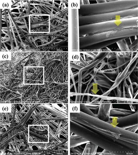 Figure 1. The exterior (a, b), internal (c, d), and interior (e, f) layers of the surgical mask were individually coated with GS5 using a common spray bottle and then processed for SEM observation. Representative SEM images are shown of the filter structure of GS5-coated layers, given four sprays (approximately 1 mL) of 1% GS5 on the surface. The left figures (a, c, and e) were taken under a magnification of 150×. The white boxes in (a), (c), and (e) were then magnified by 1000× (b, d, and f), and arrows indicate that there was a white and opaque GS5 layer adhered to the filter layers of the mask.