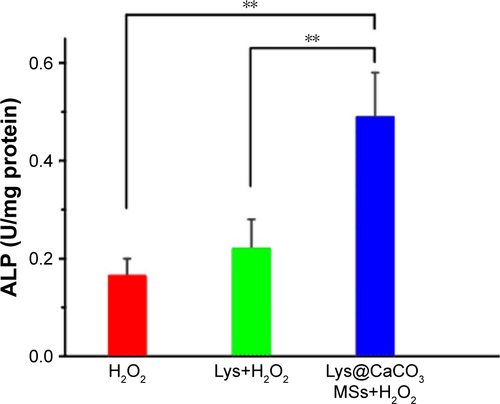 Figure S4 ALP activity analysis results of cells in H2O2-treated, Lys (0.8 mM)+H2O2-treated and Lys@CaCO3 MSs (containing 0.8 mM Lys)+H2O2-treated groups, respectively (**P<0.01, n = 3, each group treated with 80 μM H2O2 at pH = 5.5).Abbreviations: ALP, alkaline phosphatase; Lys, L-lysine; MSs, microspheres.