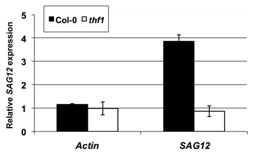 Figure 1 Senescence-associated SAG12 expression in thf1 mutants in response to Pst DC3000. Transcripts of SAG12 were quantified by real time quantitative PCR in wild-type (Col-0, black bars) and thf1 mutant (open bars) lines of Arabidopsis after Pst DC3000 inoculation. Four-week old plants of Col-0 and the thf1 mutant were syringe-infiltrated with either Pst DC3000 (106 CFU/ml) or buffer (mock control). The transcript levels were quantified relative to the transcript levels on mock control, which was assigned a value of 1.