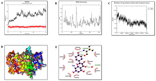 Figure 13 Molecular dynamic simulation of protein IRE1-α (P6). (A) Root-mean-square deviations (RMSDs) of IRE1-α and KP docked complex. The black graph represents the protein backbone, and the red is the ligand. (B) RMSF plots of the protein-ligand complexes along with the residue number displayed on the x-axis and RMSFs (in nm) on the y-axis. (C) Plots for the radius of gyration (Rg) show the overall compactness of the system. (D) Ligand shown in the green color showed stable binding in the protein cleft. (E) The two-dimensional representation of protein-ligand interaction after MD simulations.