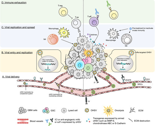 Figure 4 Barriers of current oHSV therapy in GBM and their potential solutions. This figure represents various obstacles of oHSV therapy in GBM (left side) and proposed solutions to overcome these hurdles (right side). (A) Viral delivery – oHSV can be delivered systematically (IV) or locally (IT). IT injection can cause backflow of virus solution to the needle or catheter, leading to insufficient viral dose. IV can be another alternative route to deliver oHSV. Systemic administration of naked OVs can be inactivated by host serum/complement and other immune factors. Systemically delivered oHSVs can be protected from serum/immune factors if delivered by carrier cells, such as MSCs. (B) Viral entry and replication – The higher the expression of HSV’s entry surface receptors such as nectin-1, the higher the entry of oHSVs (such as G207, M032) to cancer cells. Genomic modification attenuates virus replication (such as G207) in tumor cells, especially in GSCs. In contrast, receptor (EGFR, HER2, etc.) re-targeting enhances oHSV entry/replication in cancer cells overexpressing these receptors; however, receptor re-targeting can produce off-target effects in healthy cells that also express the same receptors. This issue can be overcome by incorporating miRNA recognition binding sites (such as miR-124 in KGE-4:T124) whose expression are distinct in GBM cells compared to healthy neurons/glial cells. (C) Viral replication and spread – Condensed ECM can limit viral spread in the TME. oHSVs can be engineered to express E-cadherin, chondroitinase ABC, and/or MMP-9 to destroy the ECM components and facilitate viral spread. In addition, anti-viral innate immunity can also limit viral replication/spread in the TME, as characterized by recruitment of macrophage or NKs that clear virus or virus-infected cells. Transient inhibition of anti-viral innate immune response by pre-treatment with different therapies such as TNF-α or TGF-β inhibitors can help to increase oHSV replication/spread. (D) Immune exhaustion – Successful viral delivery, entry, replication and spread will eventually activate the host’s adaptive anti-tumor immunity, leading to recruitment of T cells to the TME. The recruited T cells oftentimes fail to produce anti-cancer effects due to the expression of T cell exhaustion markers. The presence of Tregs and angiogenesis also contribute to GBM immunosuppression. oHSVs can be combined with systemic ICI or systemic anti-angiogenic mAb, or oHSVs can be engineered to locally express scFv of ICI or anti-angiogenic mAb that should overcome GBM immunosuppression. In addition, oHSVs can be armed with different transgene variants (such as cytokines, co-stimulatory ligands) and testing them in combination with ICIs or other immunotherapies such as anti-cancer vaccines (eg, DCs loaded with tumor-associated antigens) to improve anti-tumor efficacy.