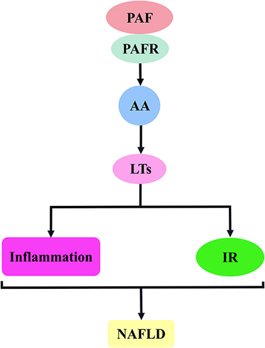 Figure 6 PAF activates the AA–LTs signalling pathway to promote the mechanism of NAFLD development. The binding of PAF to PAF receptor stimulates the release of AA, which induces LTs release and is involved in NAFLD development mainly by inducing inflammatory responses and insulin resistance.